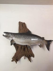 Just picked this 10.12 lb. Landlocked Atlantic Salmon up from the taxidermist caught last summer on Sure Strike Charters by Garette Brown 